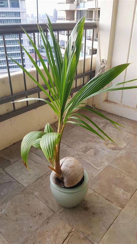 祖先桌禁忌 椰子 盆栽